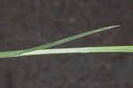 Oklahoma sedge